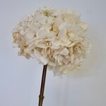 HYDRANGEA |CREME | 83 CM