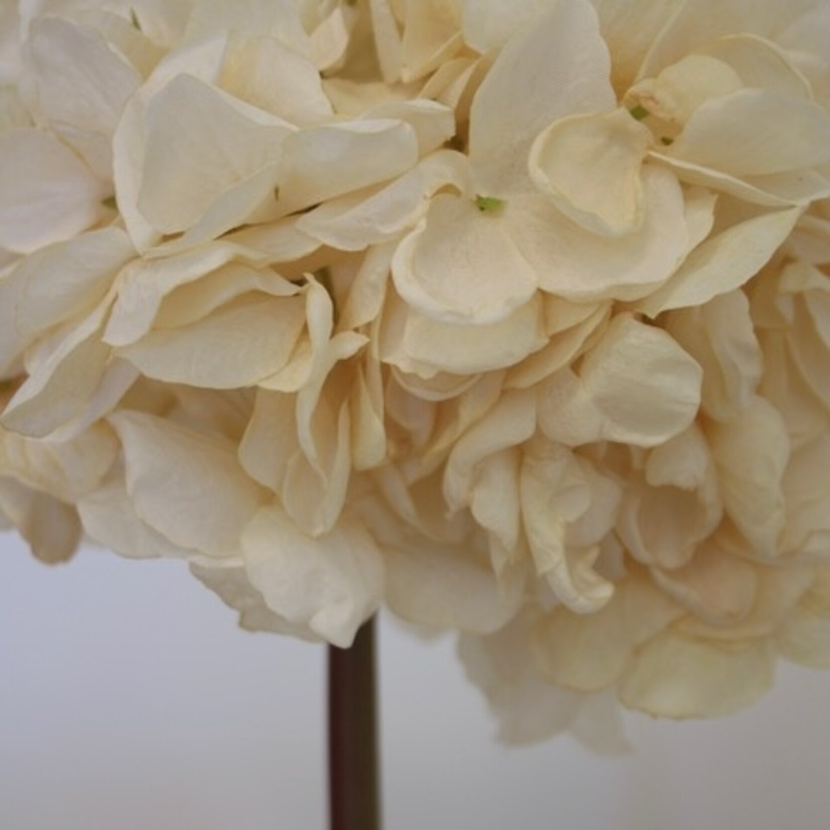 HYDRANGEA |CREME | 83 CM