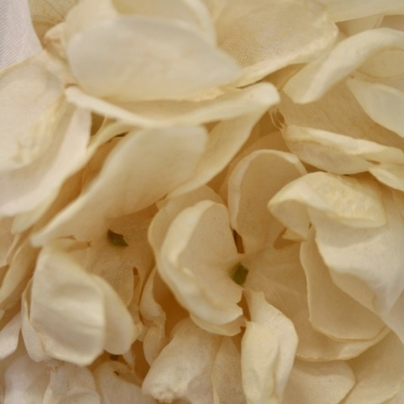 HYDRANGEA |CREME | 83 CM