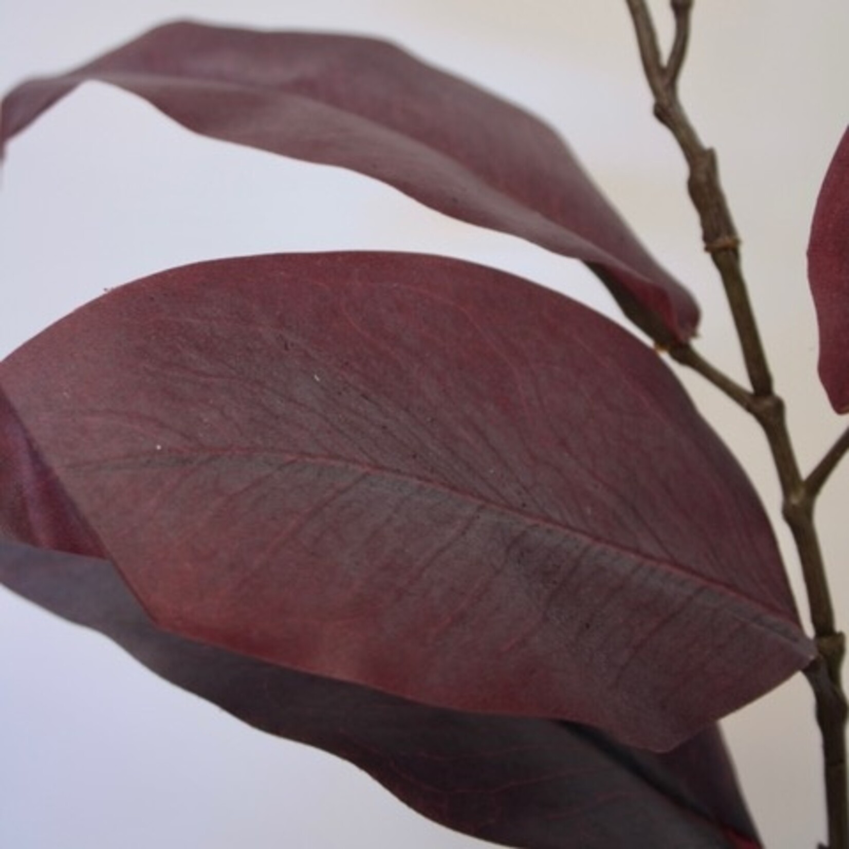 BLADTAK  | BORDEAUX | 65 CM