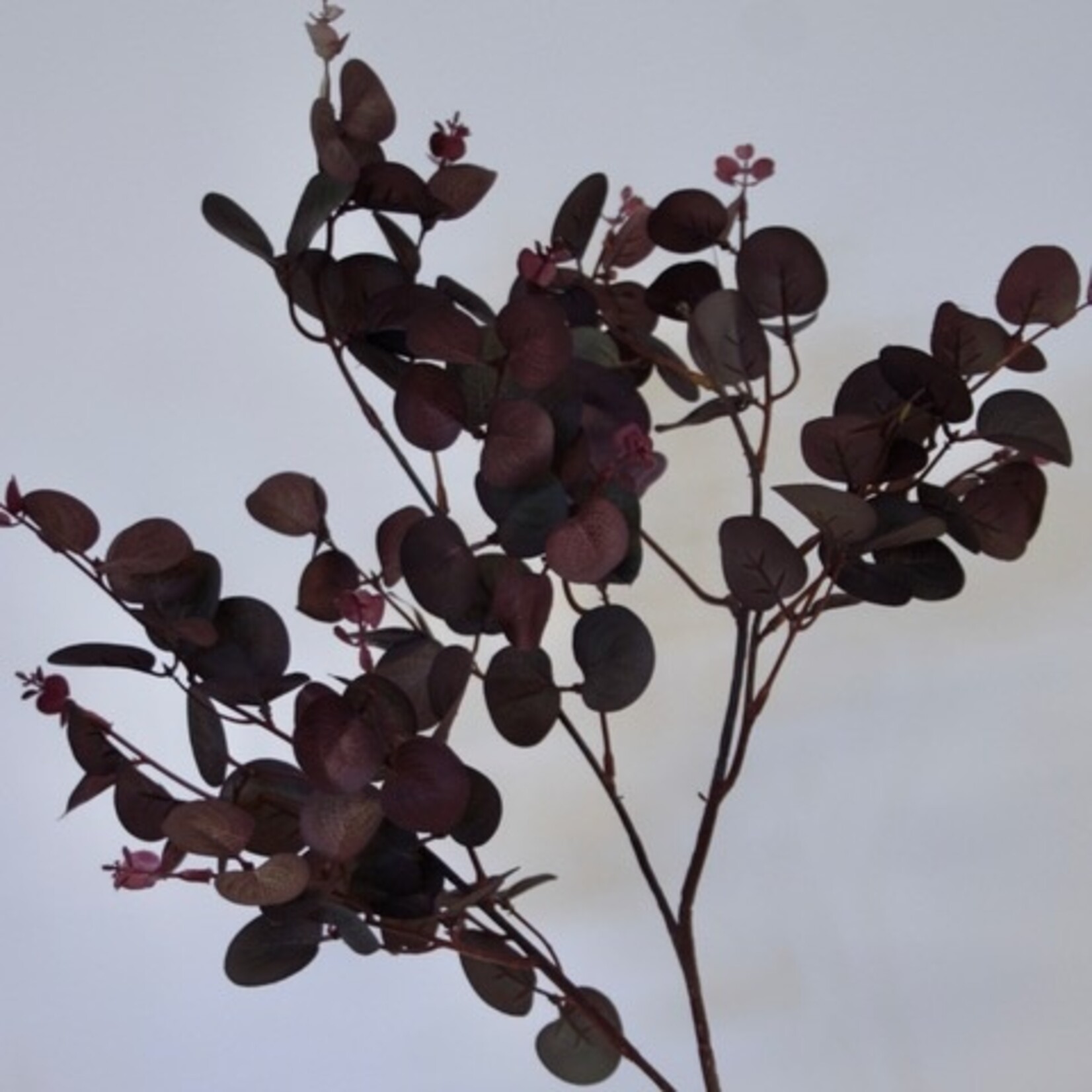 EUCALYPTUS PARFIVOLIA | BURGUNDY GREEN | 79 CM