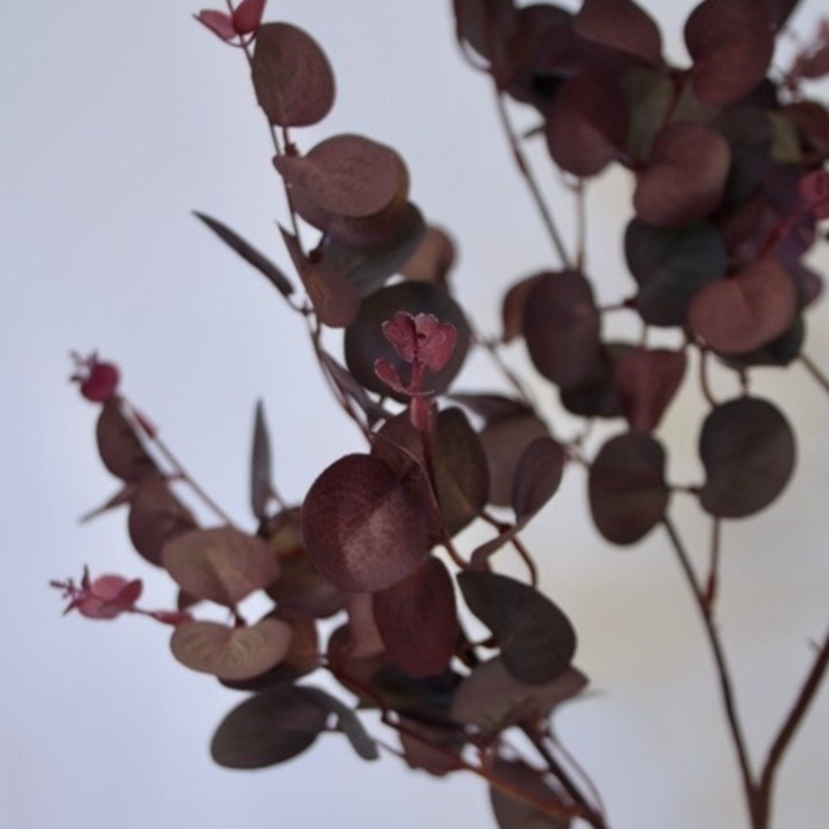 EUCALYPTUS PARFIVOLIA | BORDEAUX GROEN | 79 CM