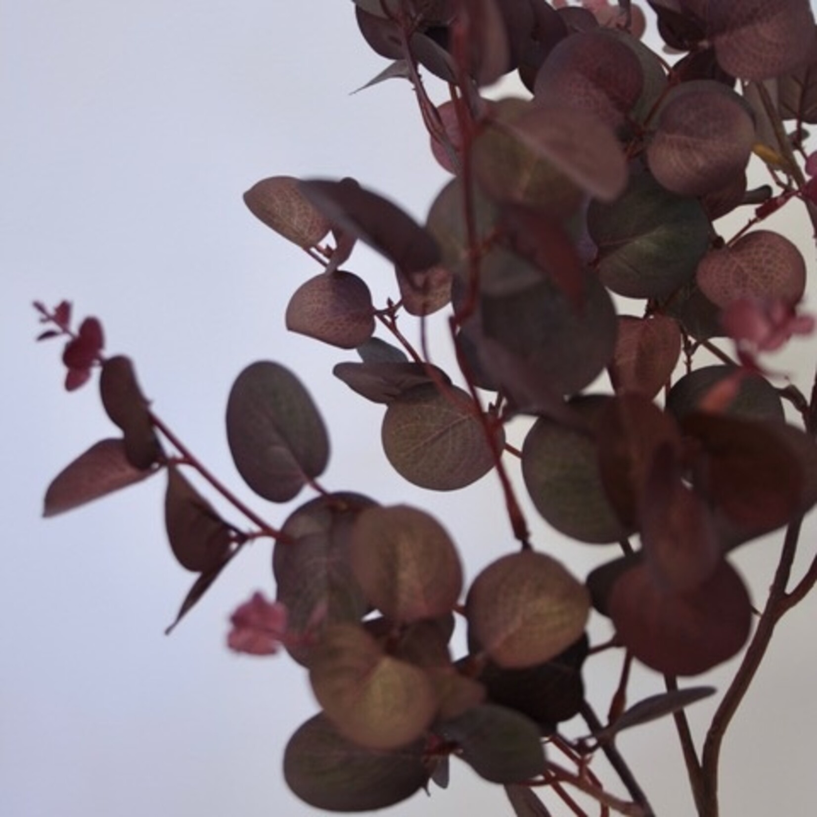 EUCALYPTUS PARFIVOLIA | BURGUNDY GREEN | 79 CM