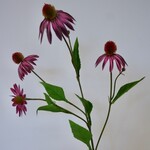 ECHINACEA | FUCHSIA | 75 CM