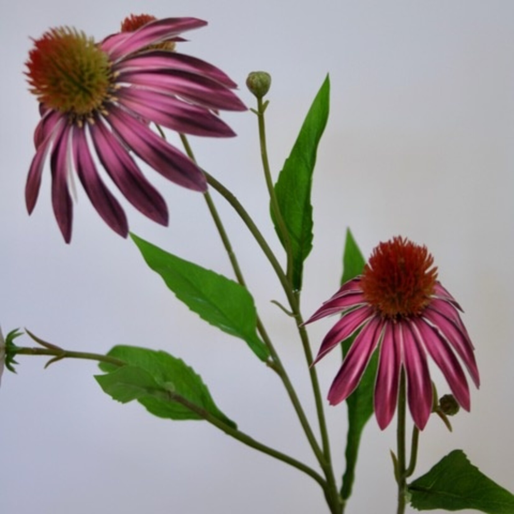 ECHINACEA | PINK YELLOW| 75 CM