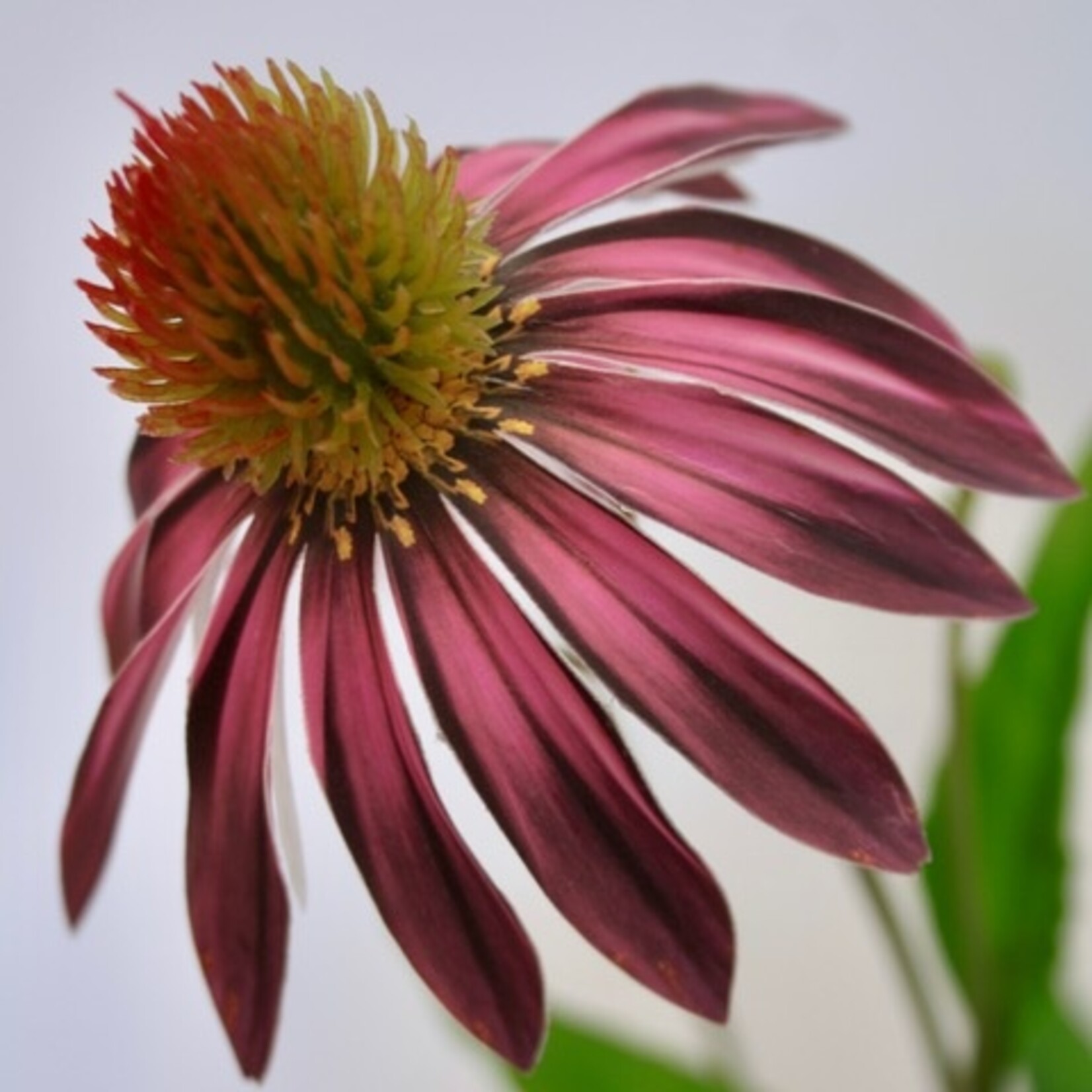 ZONNEHOED | ROZE GEEL| 75 CM