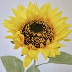 SUNFLOWER | YELLOW | 72 CM
