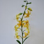 LILY | YELLOW | 94 CM