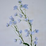 CAMPANULA TELHAM BEAUTY | BLAUW | 95 CM