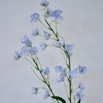 CAMPANULA TELHAM BEAUTY | BLUE | 95 CM