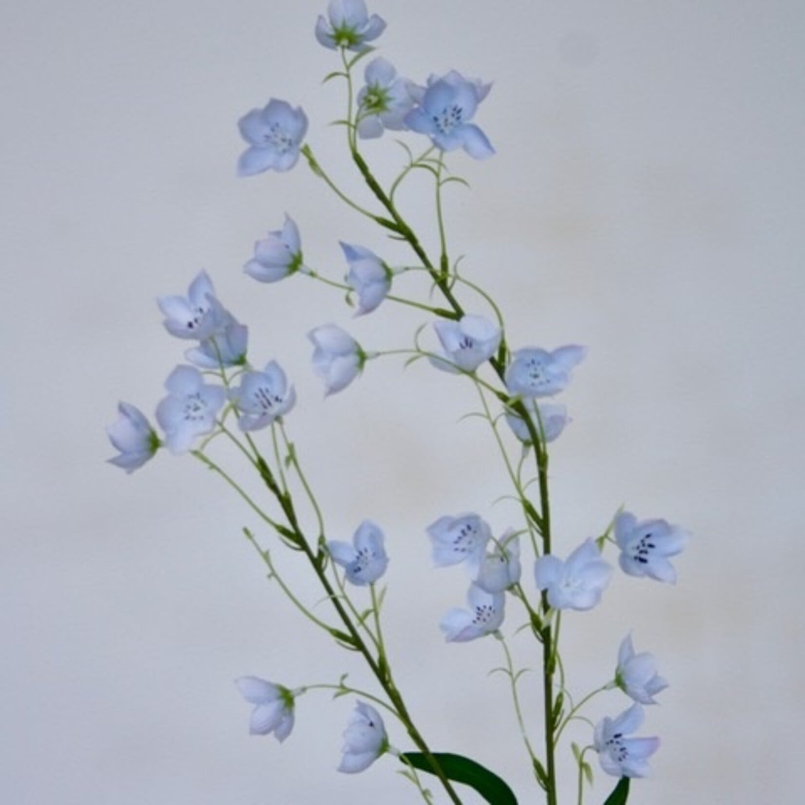 CAMPANULA TELHAM BEAUTY | BLAUW | 95 CM