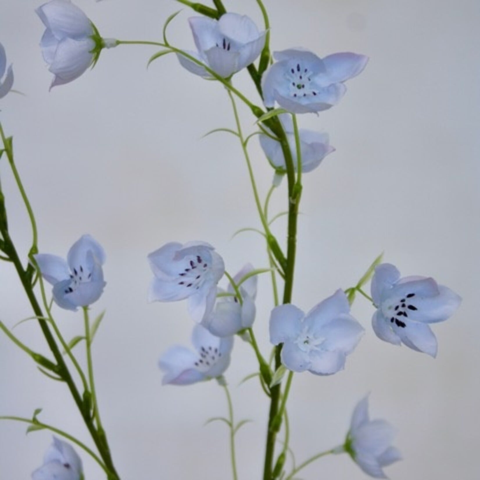 CAMPANULA TELHAM BEAUTY | BLAUW | 95 CM