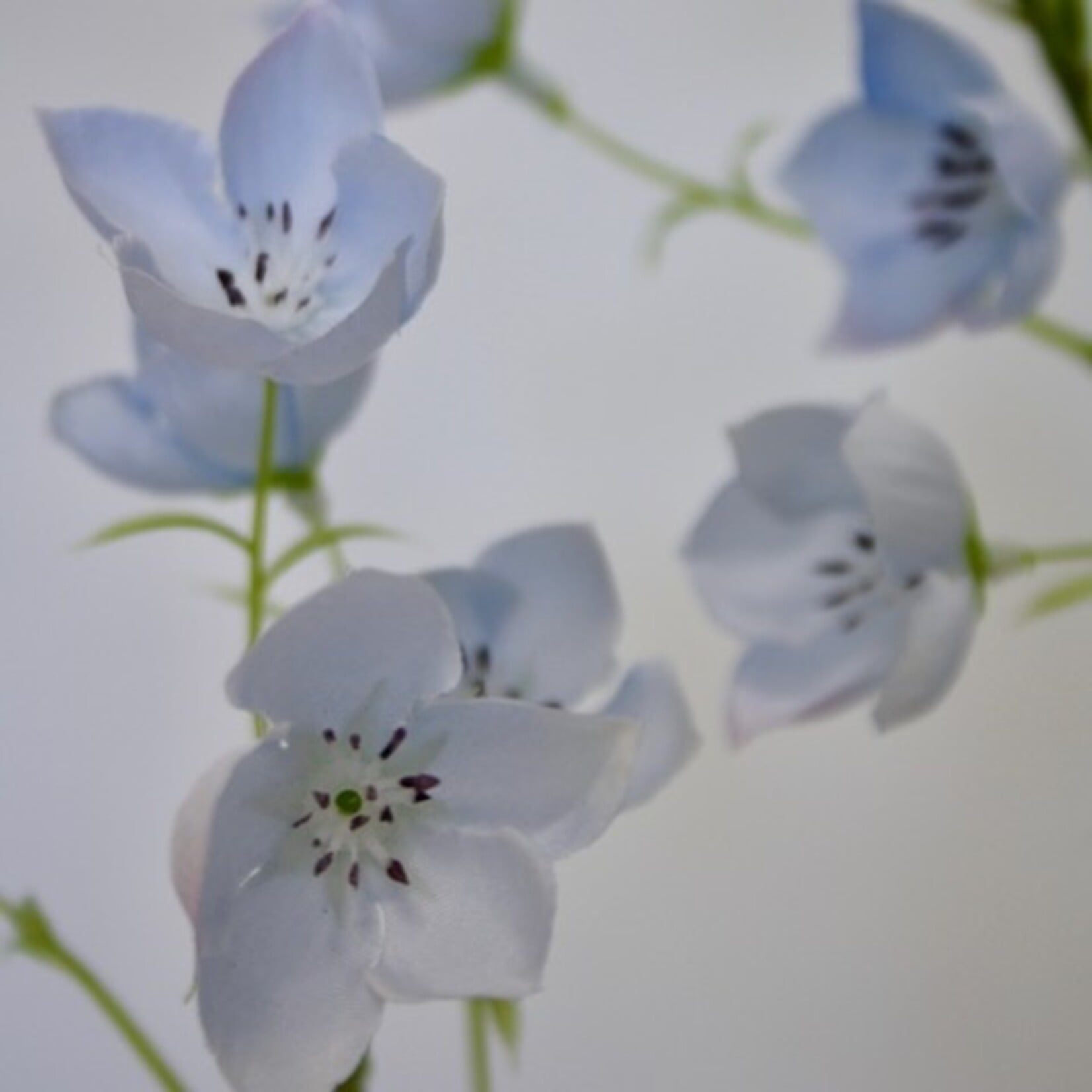 CAMPANULA TELHAM BEAUTY | BLAUW | 95 CM
