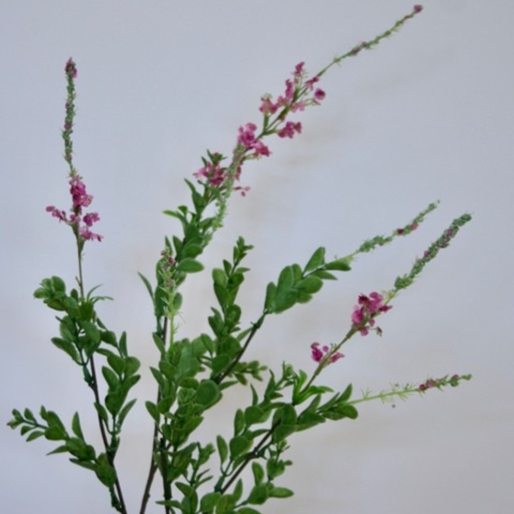 IJZERKRUID | ROZE | 83 CM
