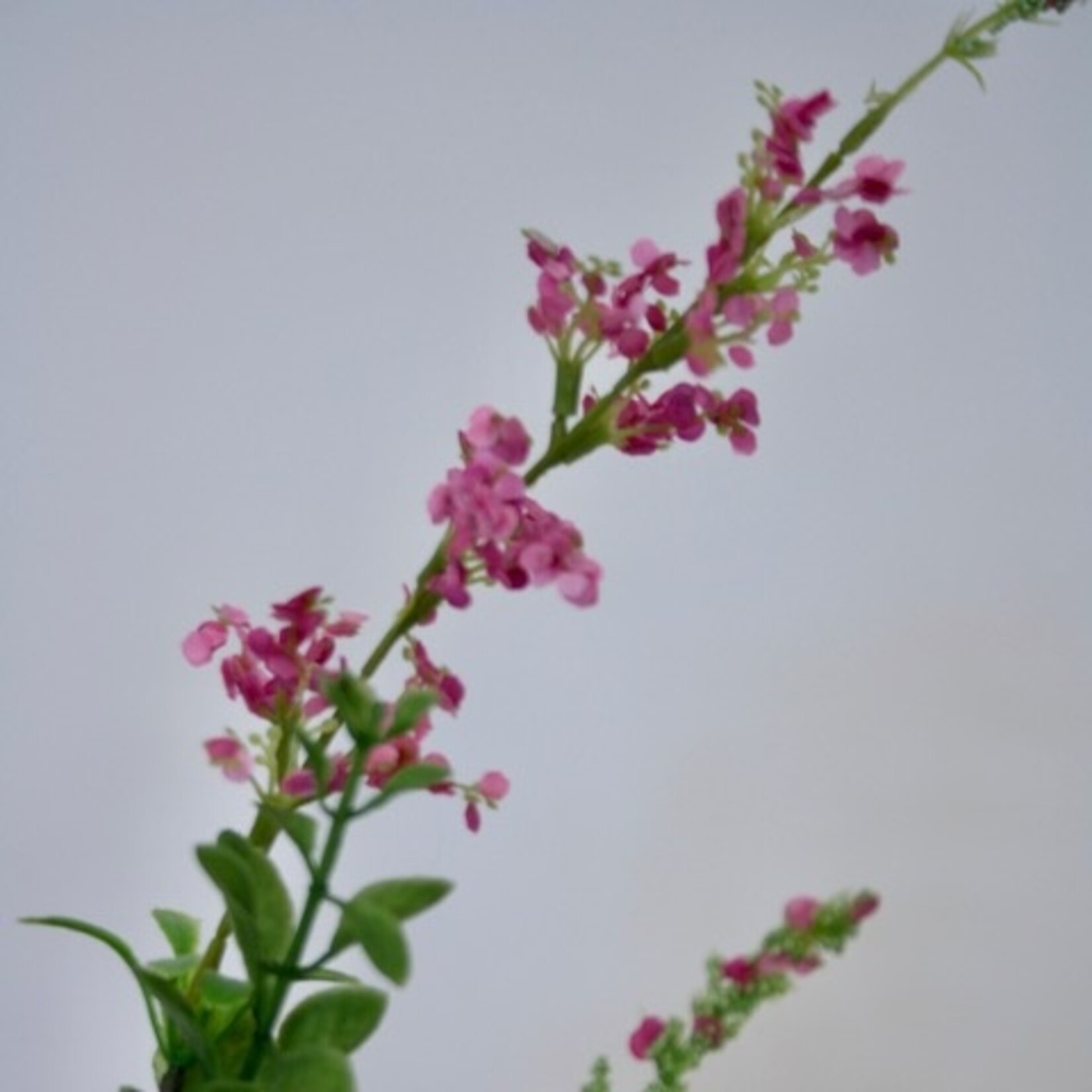 IJZERKRUID | ROZE | 83 CM