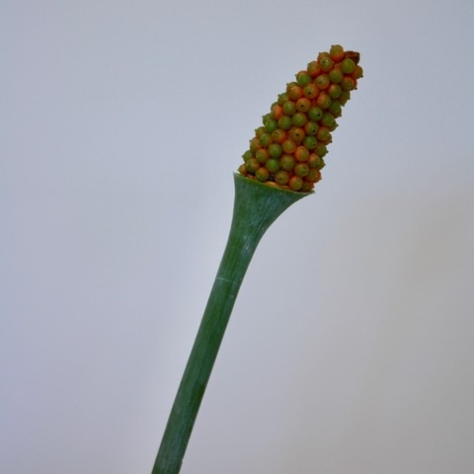 ALOCASIA | ORANGE | 55 CM