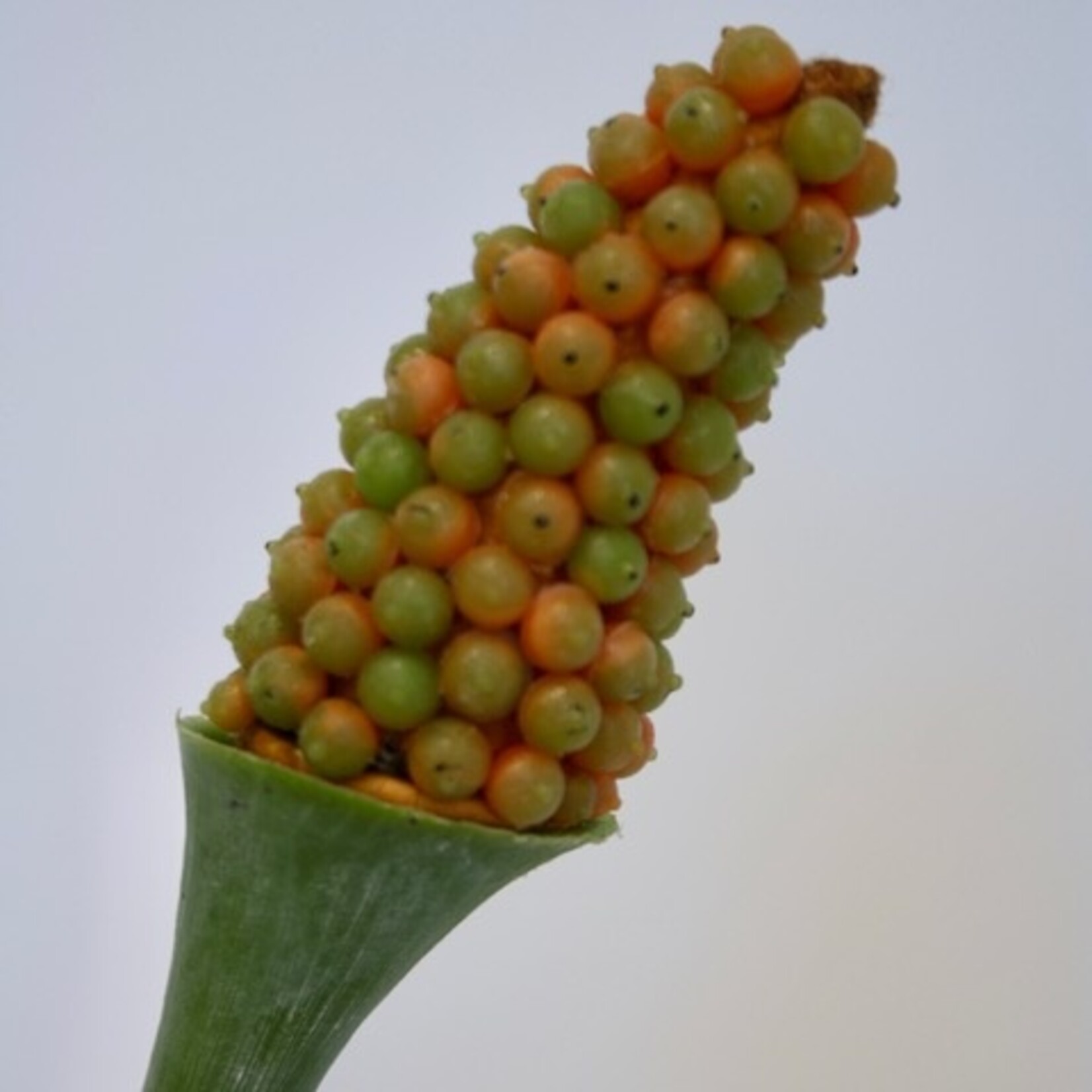 ALOCASIA | ORANJE | 55 CM