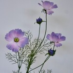 COSMEA | PURPLE| 90 CM