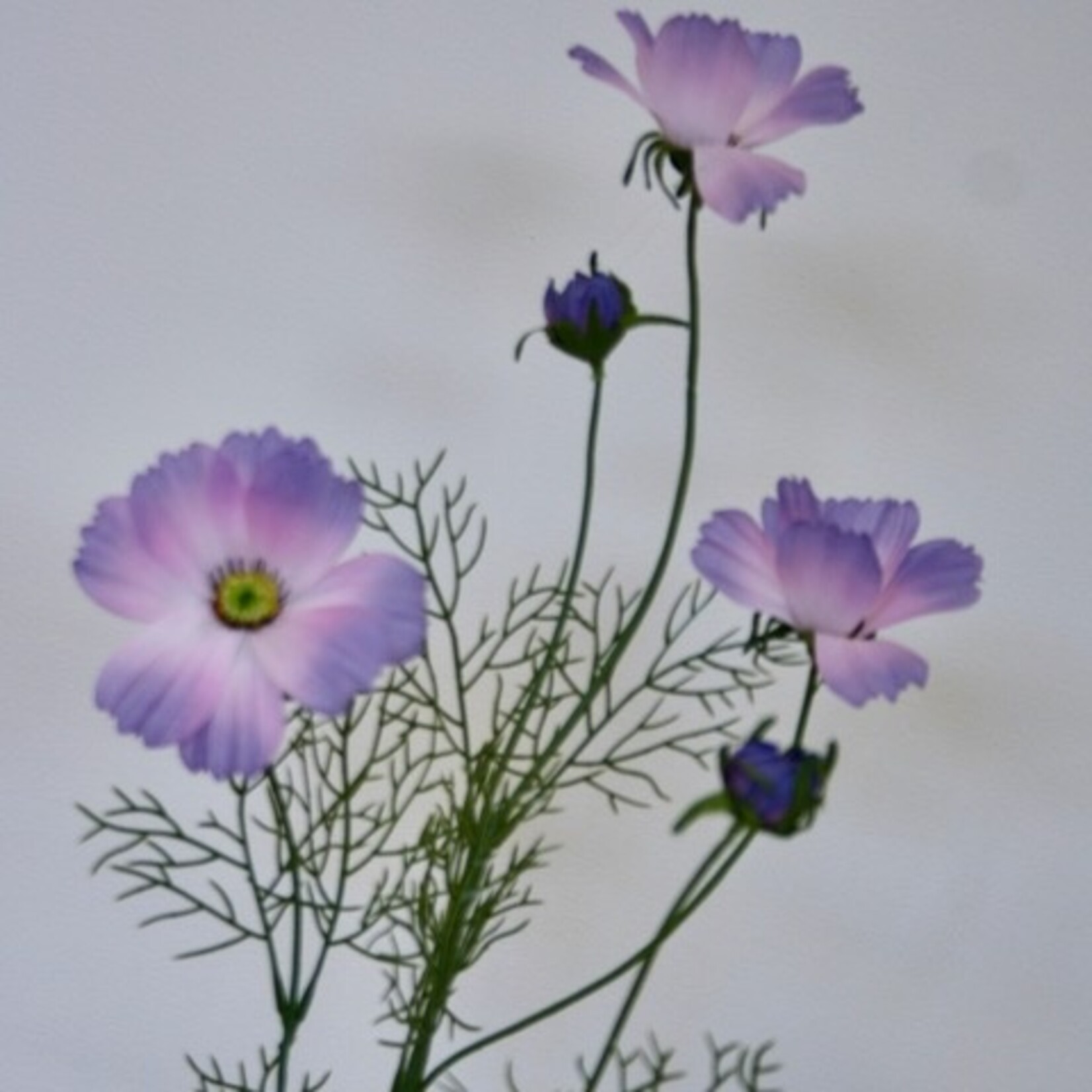 COSMEA JALISHA | PURPLE | 90 CM