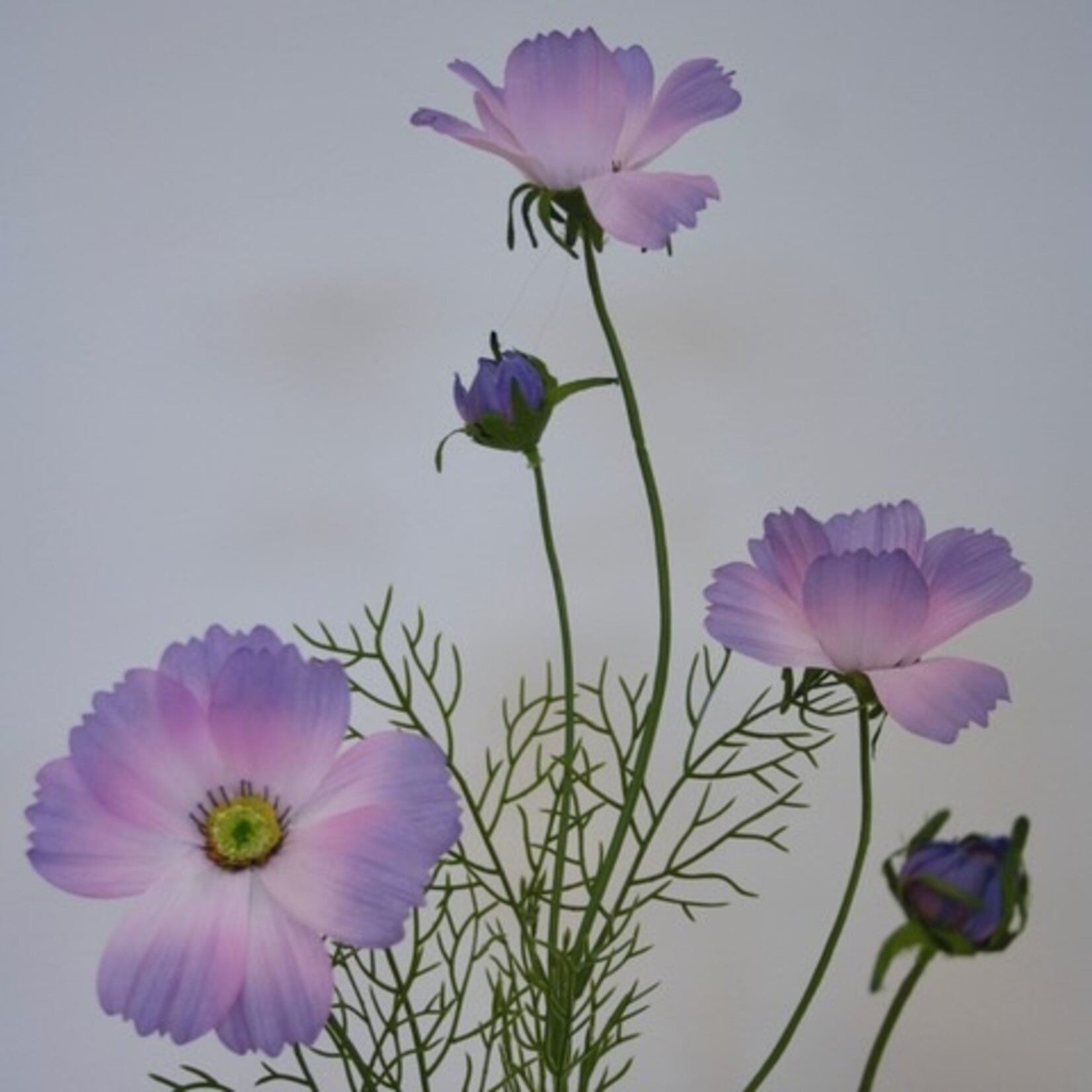 COSMEA JALISHA | PURPLE | 90 CM