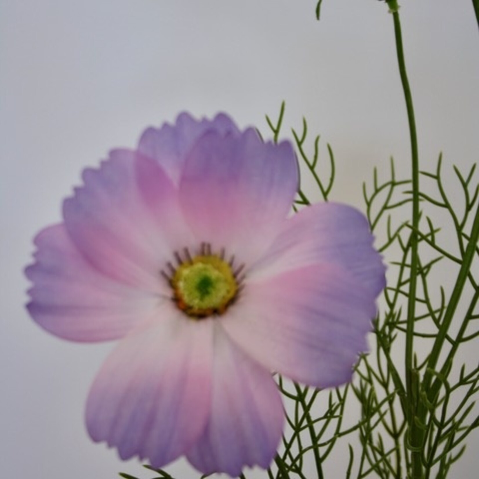 COSMEA JALISHA | PURPLE | 90 CM