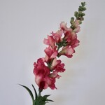 VLASLEEUWENBEK | ROZE | 93 CM