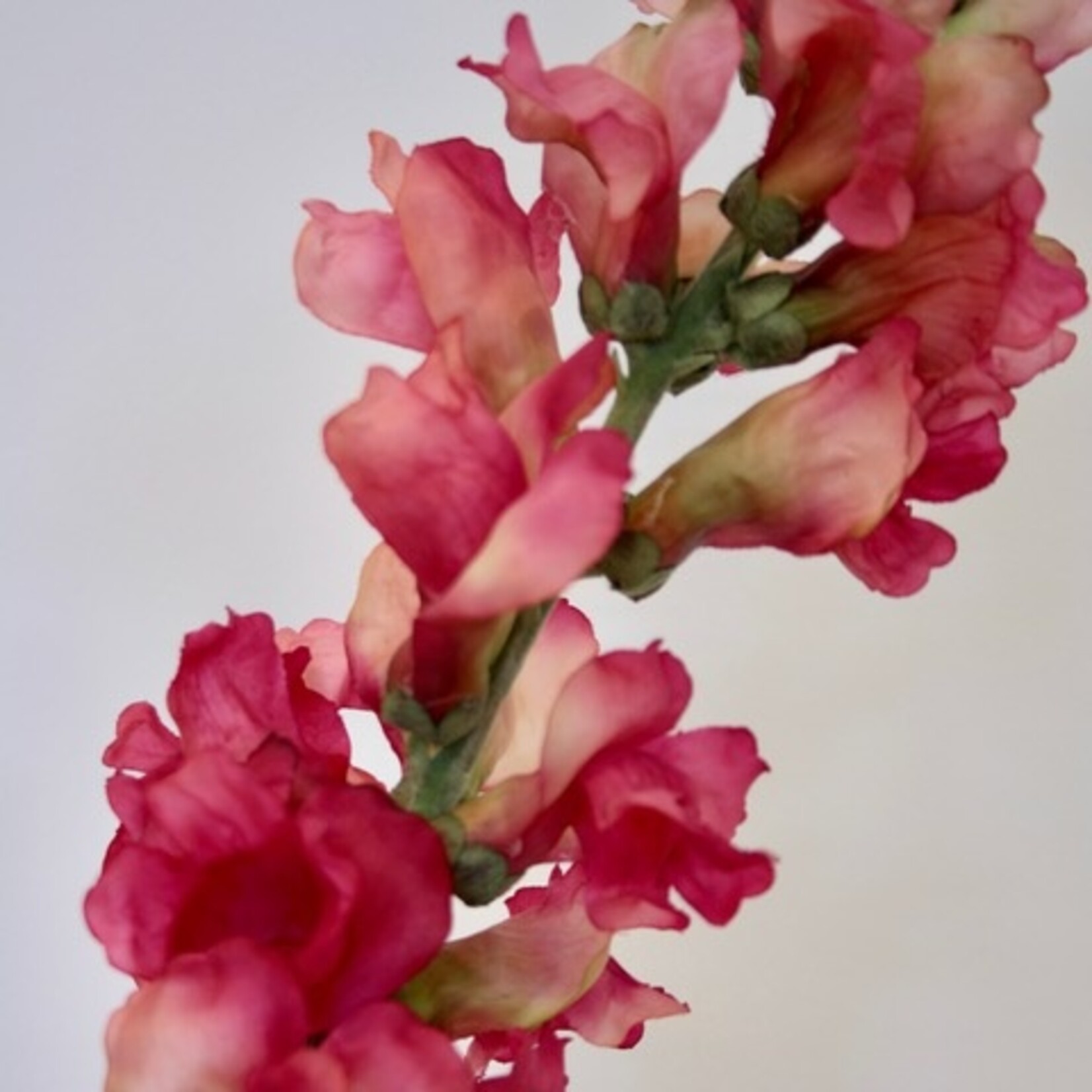 SNAPDRAGON | PINK | 93 CM