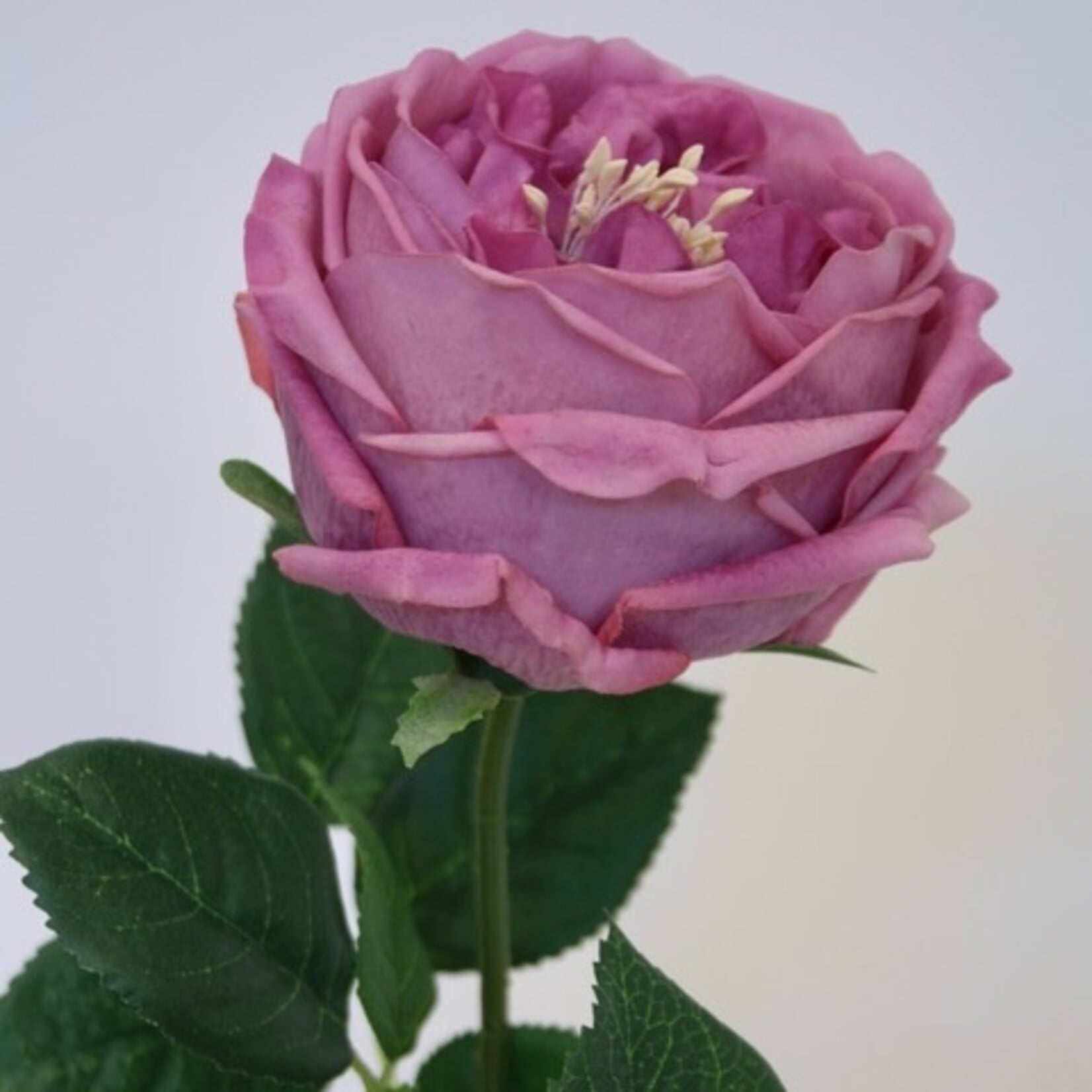ROOS GREAT WESTERN | ROZE | 60 CM