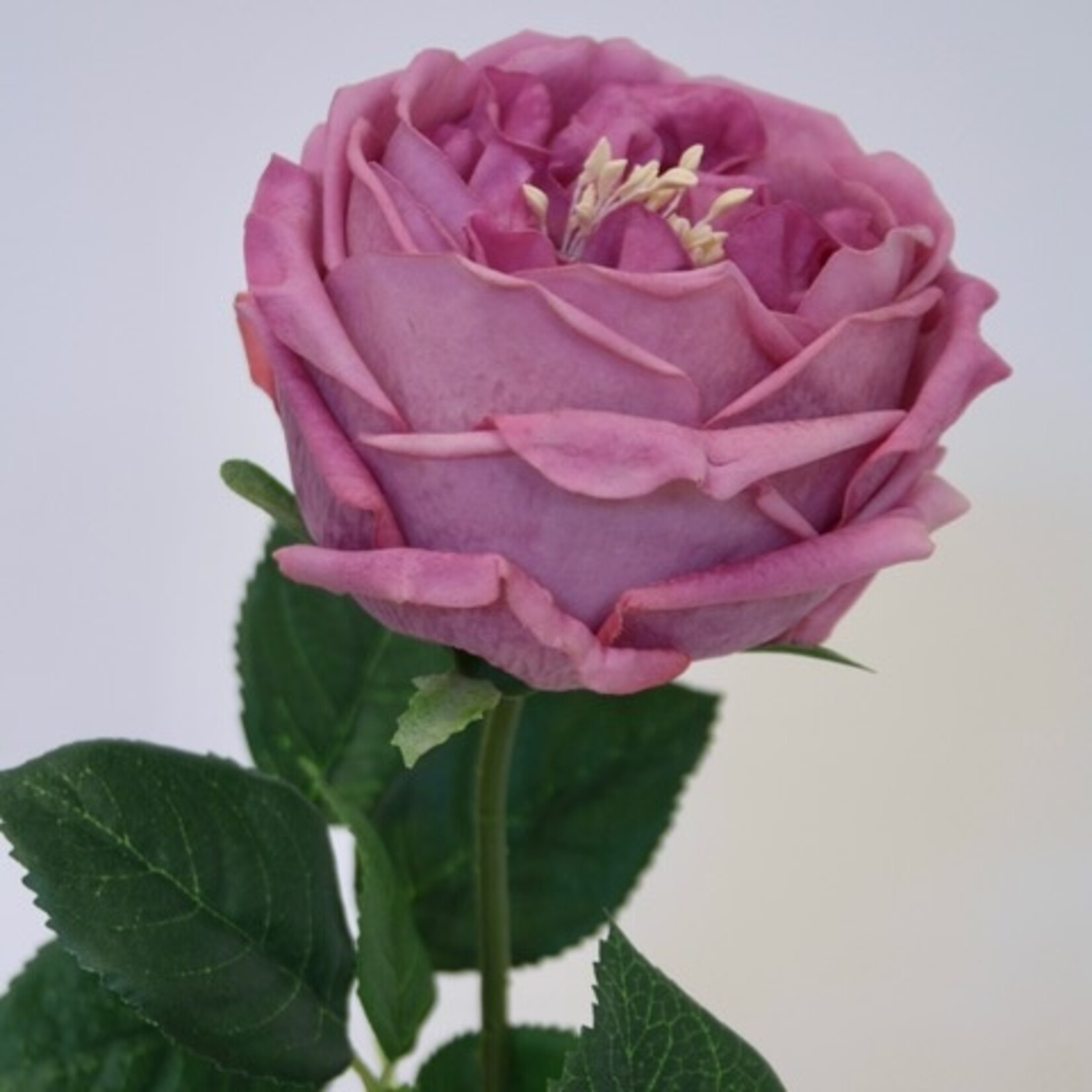ROSE GREAT WESTERN | PINK | 60 CM