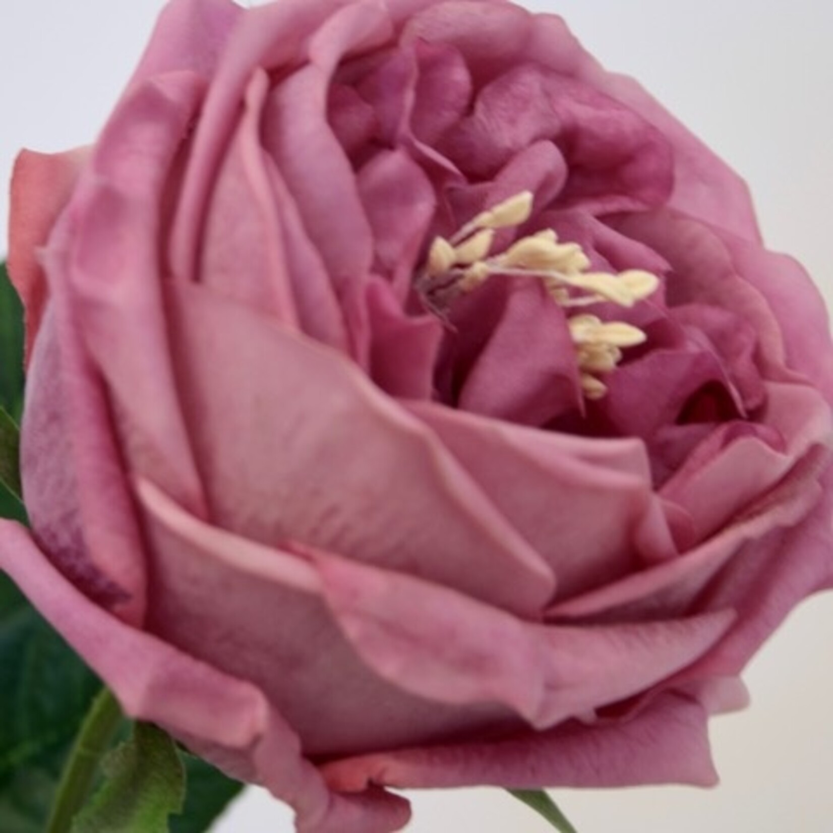 ROSE GREAT WESTERN | PINK | 60 CM