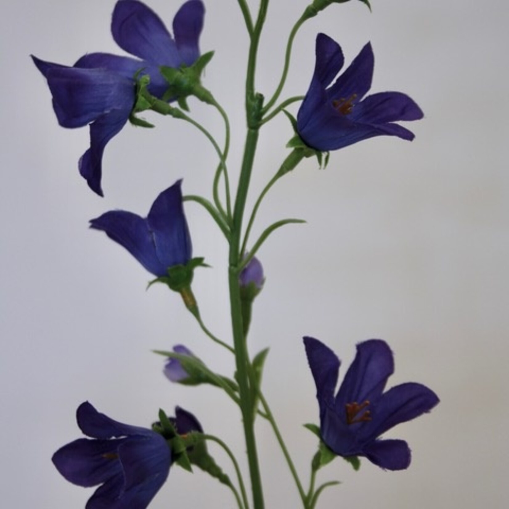 CAMPANULA | PURPLE| 66 CM