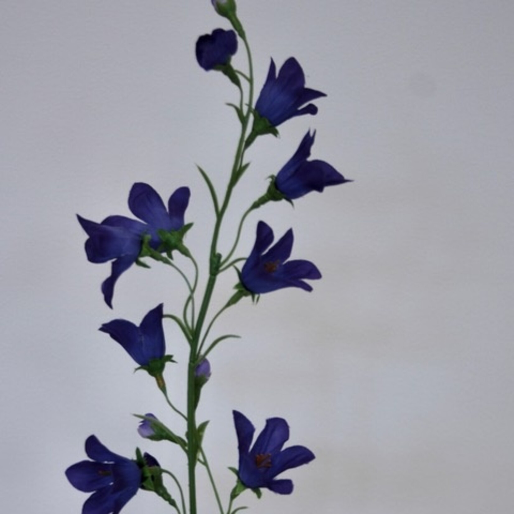 CAMPANULA | PAARS | 66 CM