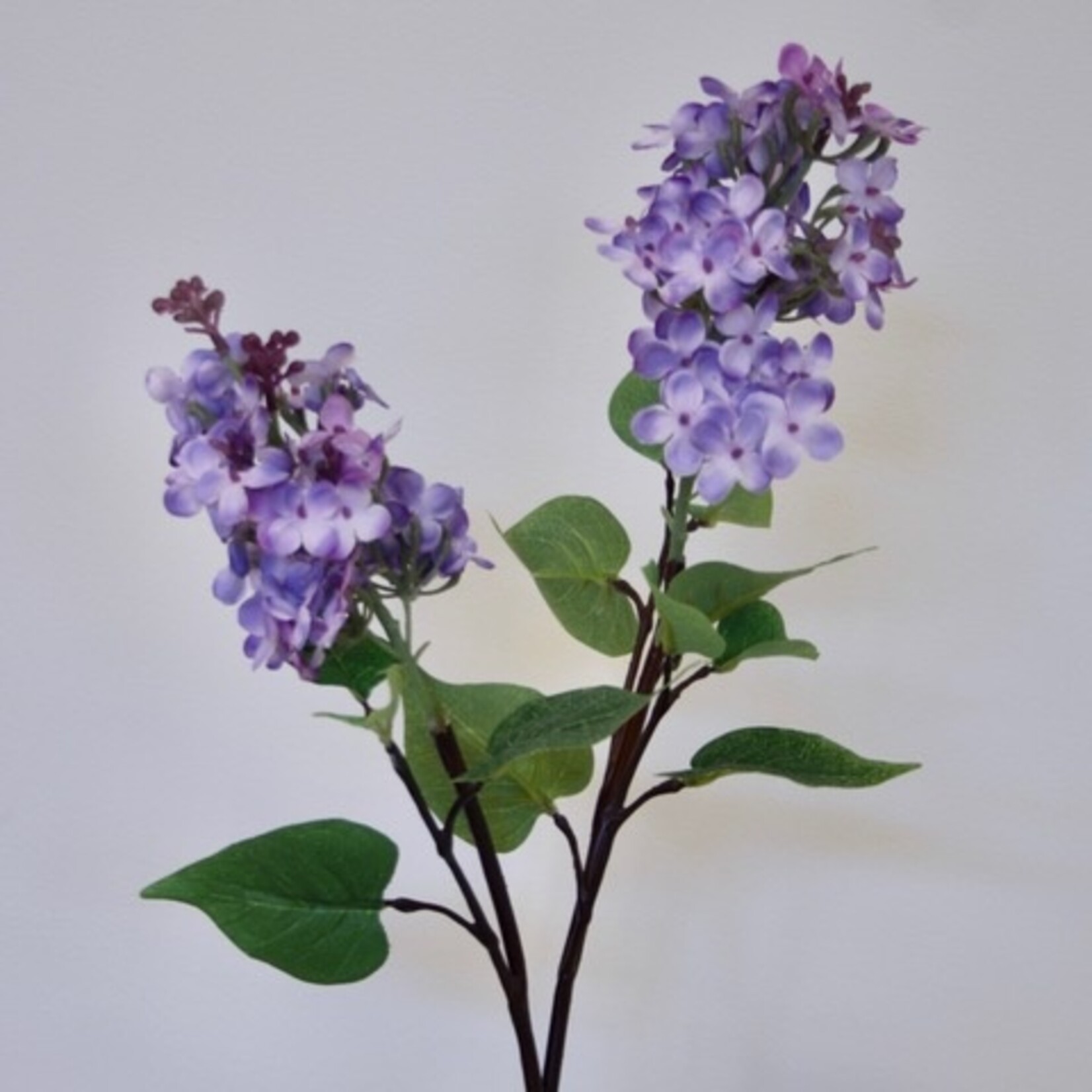 SERING TAK MICHEL BUCHNER | LILA | 84 CM