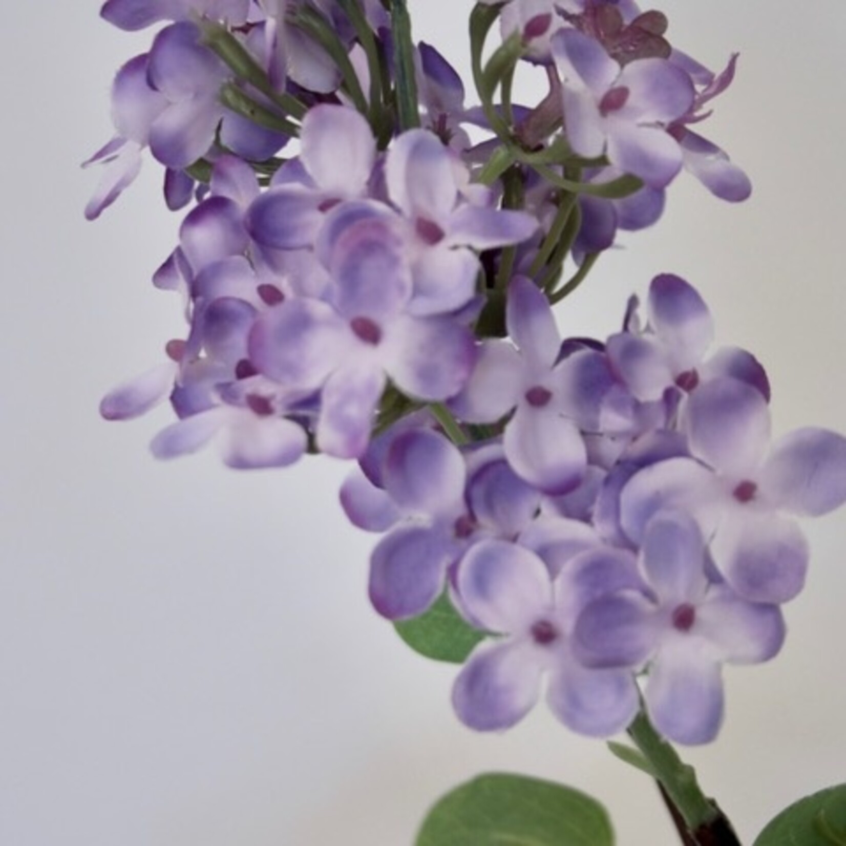 SERING TAK MICHEL BUCHNER | LILA | 84 CM