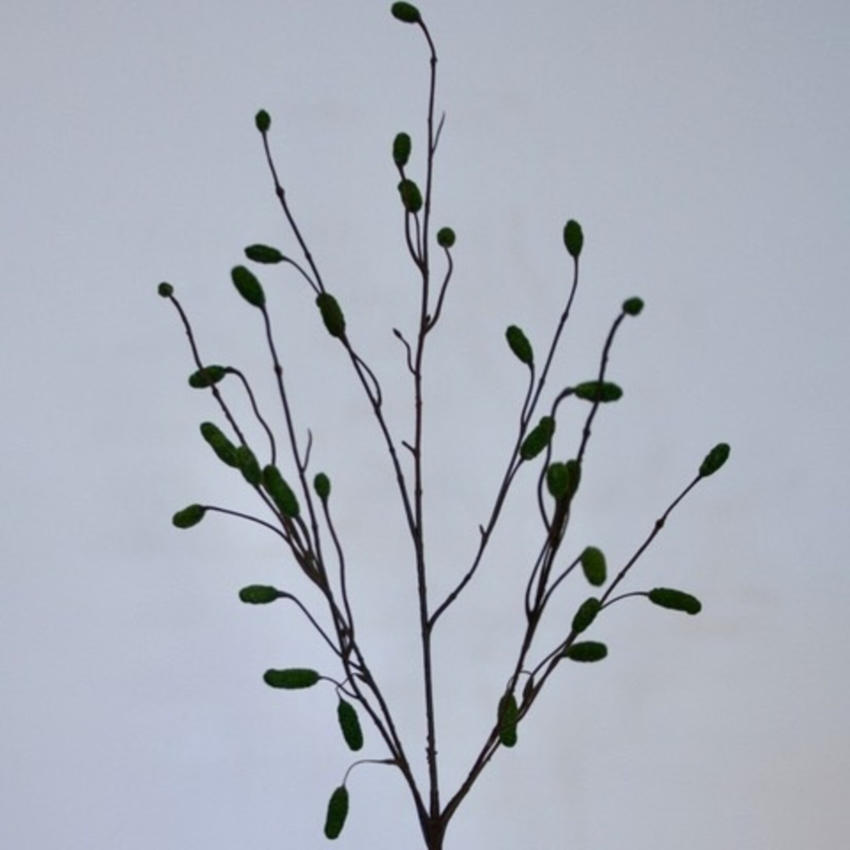 PIMPERNEL | GROEN | 100 CM