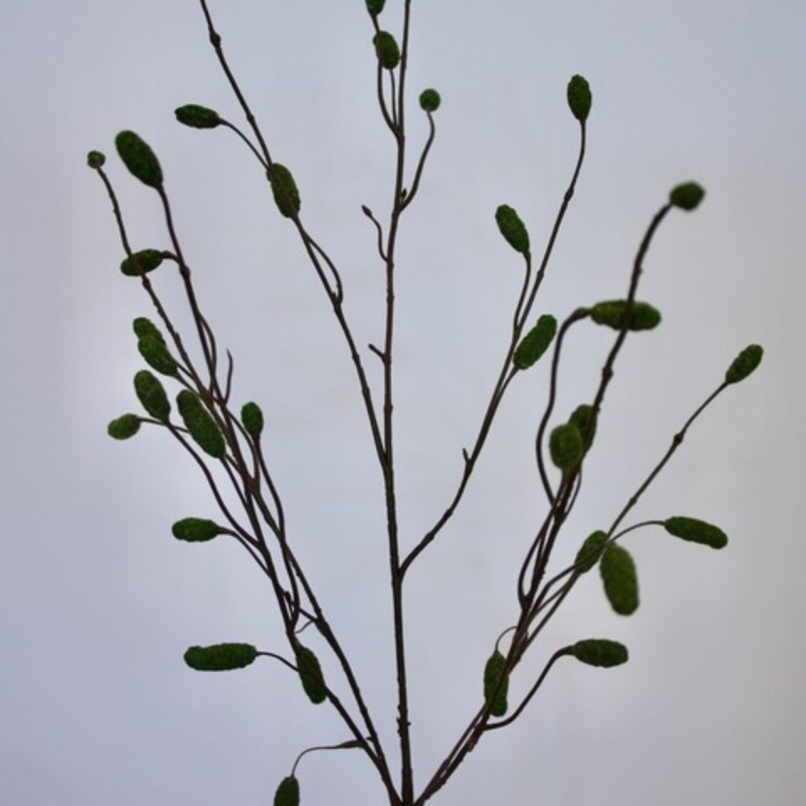 PIMPERNEL | GROEN | 100 CM