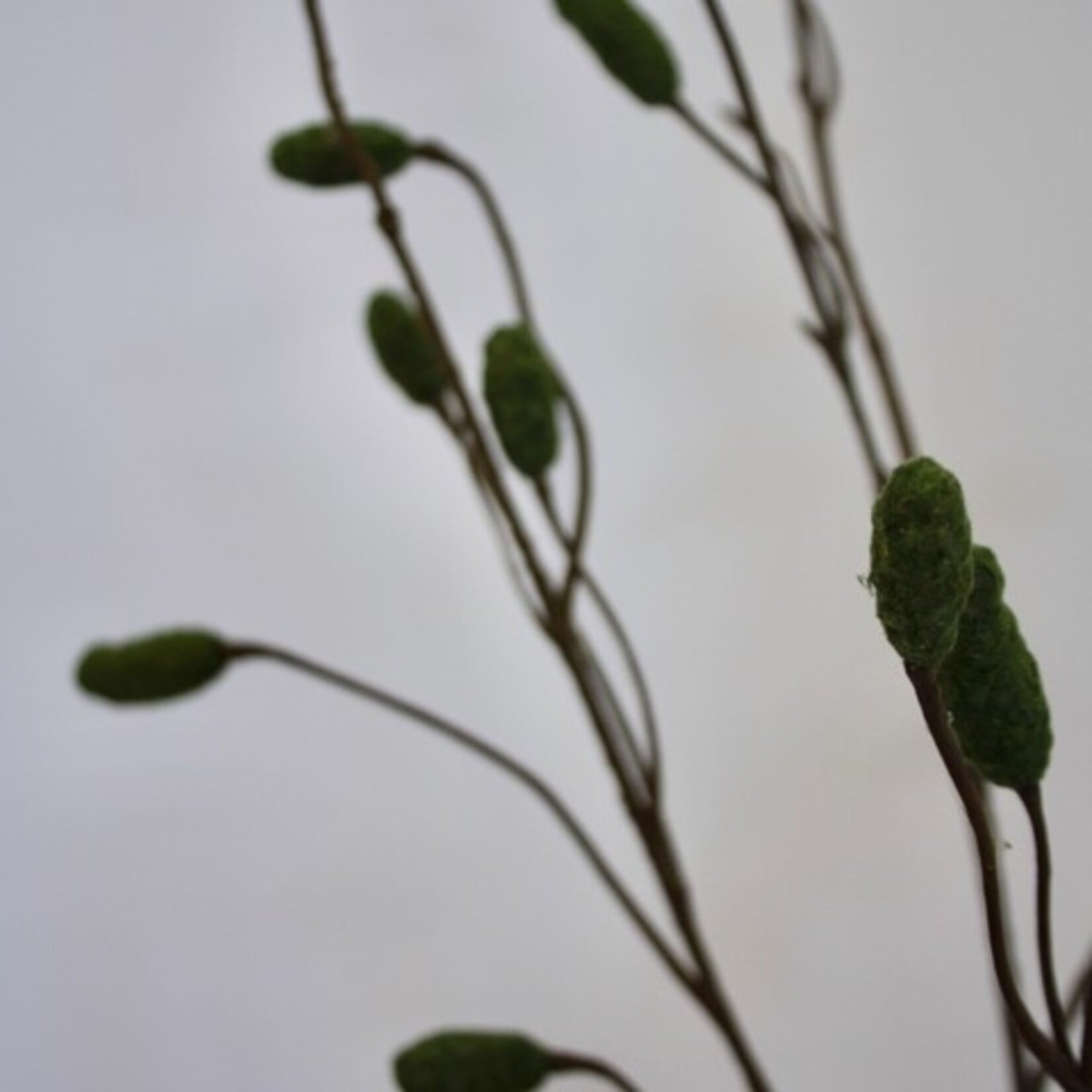 PIMPERNEL | GROEN | 100 CM