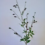 BURNET | BURGUNDY | 108 CM