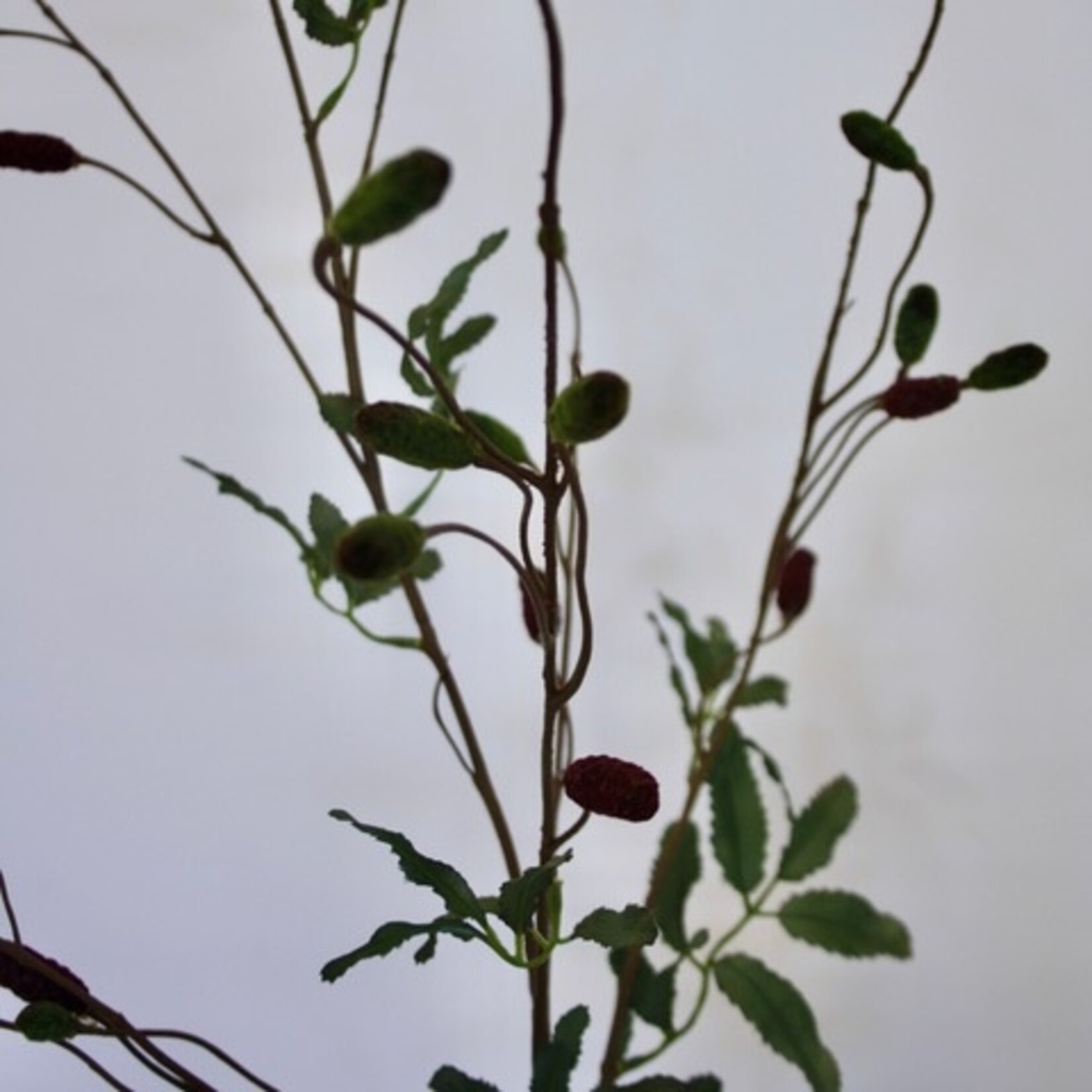 PIMPERNEL | BORDEAUX | 108 CM