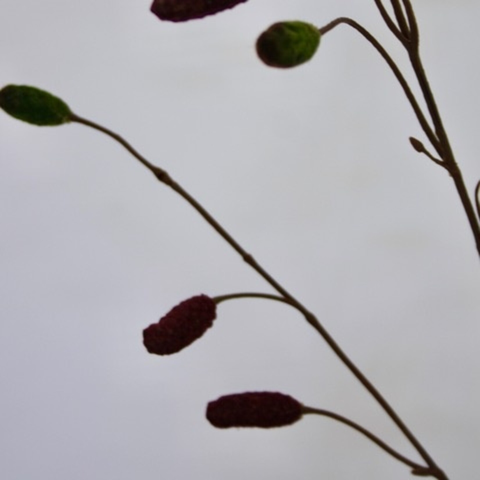 PIMPERNEL | BORDEAUX | 108 CM