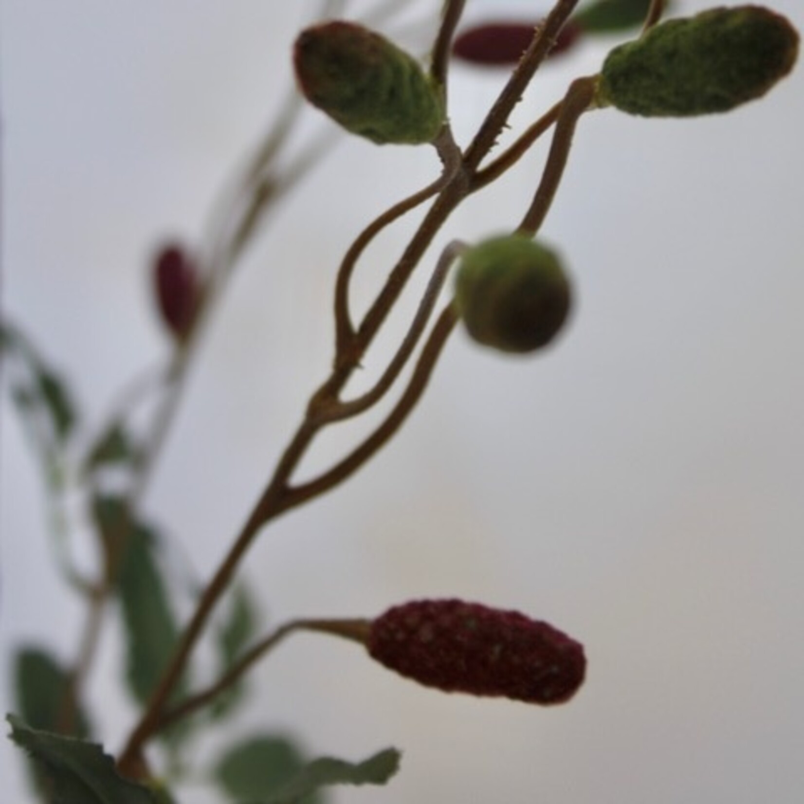 PIMPERNEL | BORDEAUX | 108 CM