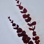 EUCALYPTUS | BURGUNDY| 87 CM