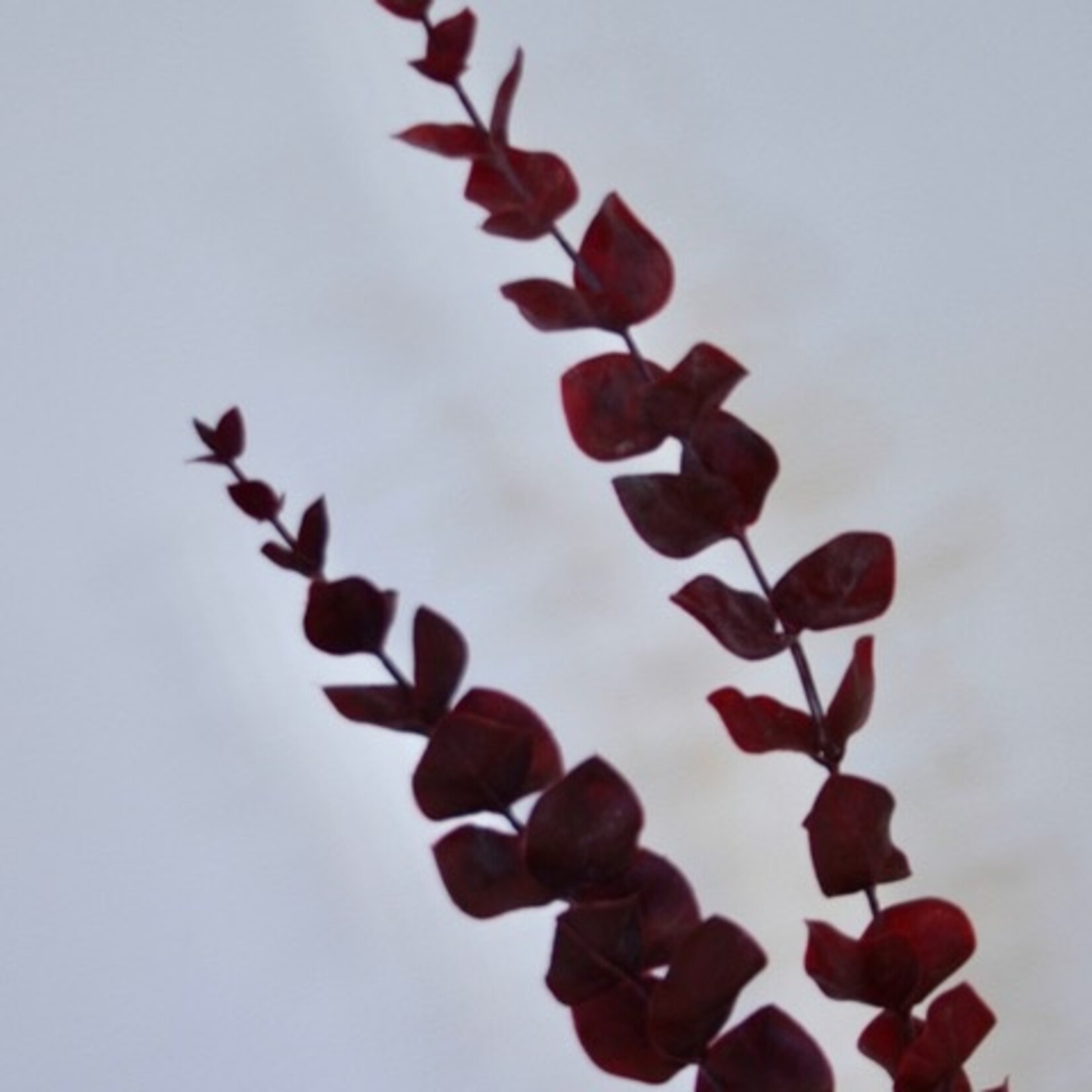 EUCALYPTUS | BORDEAUX | 87 CM