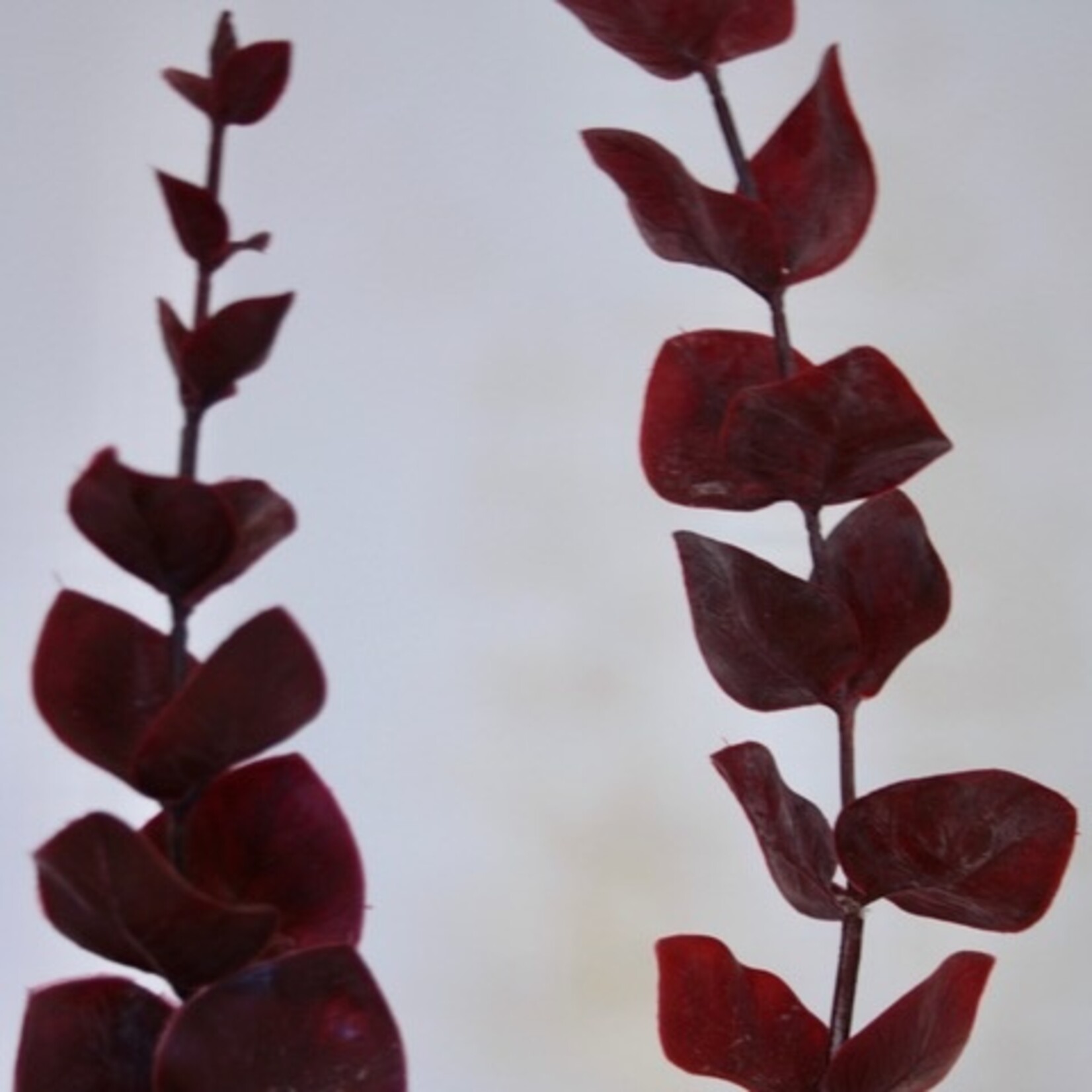 EUCALYPTUS | BORDEAUX | 87 CM