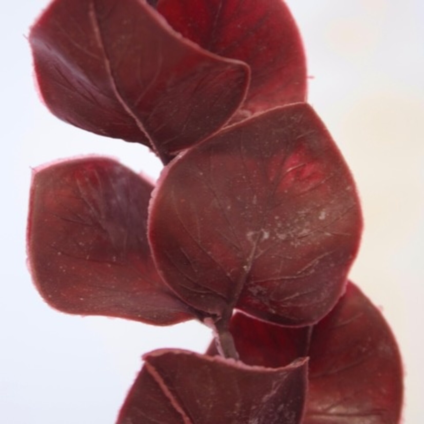 EUCALYPTUS | BURGUNDY| 87 CM