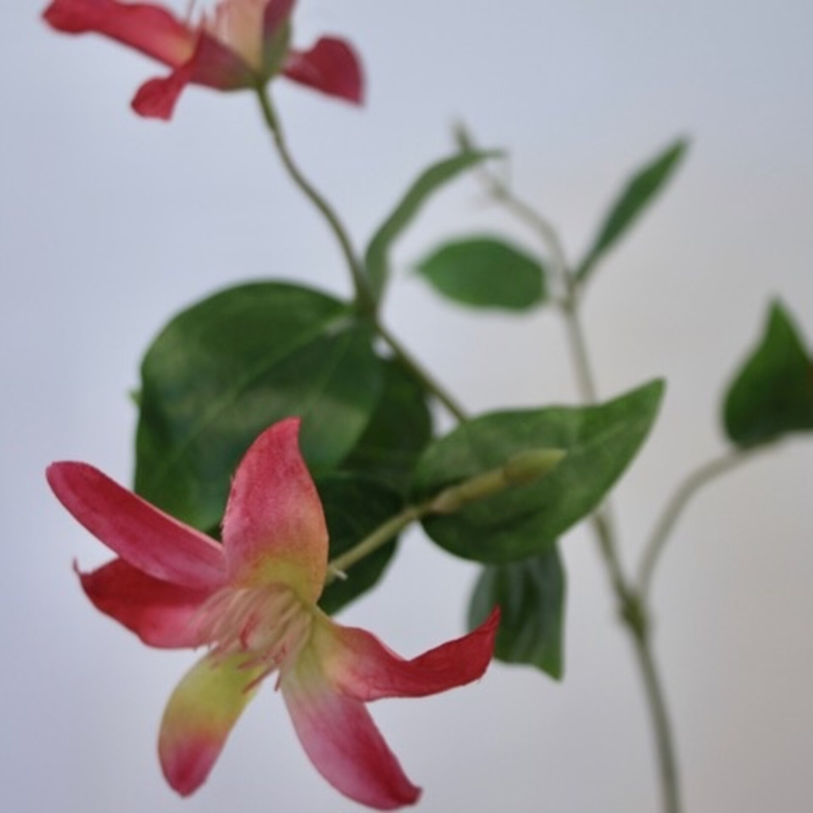 CLEMATIS ERNEST MARKHEM | ROOD | 73 CM