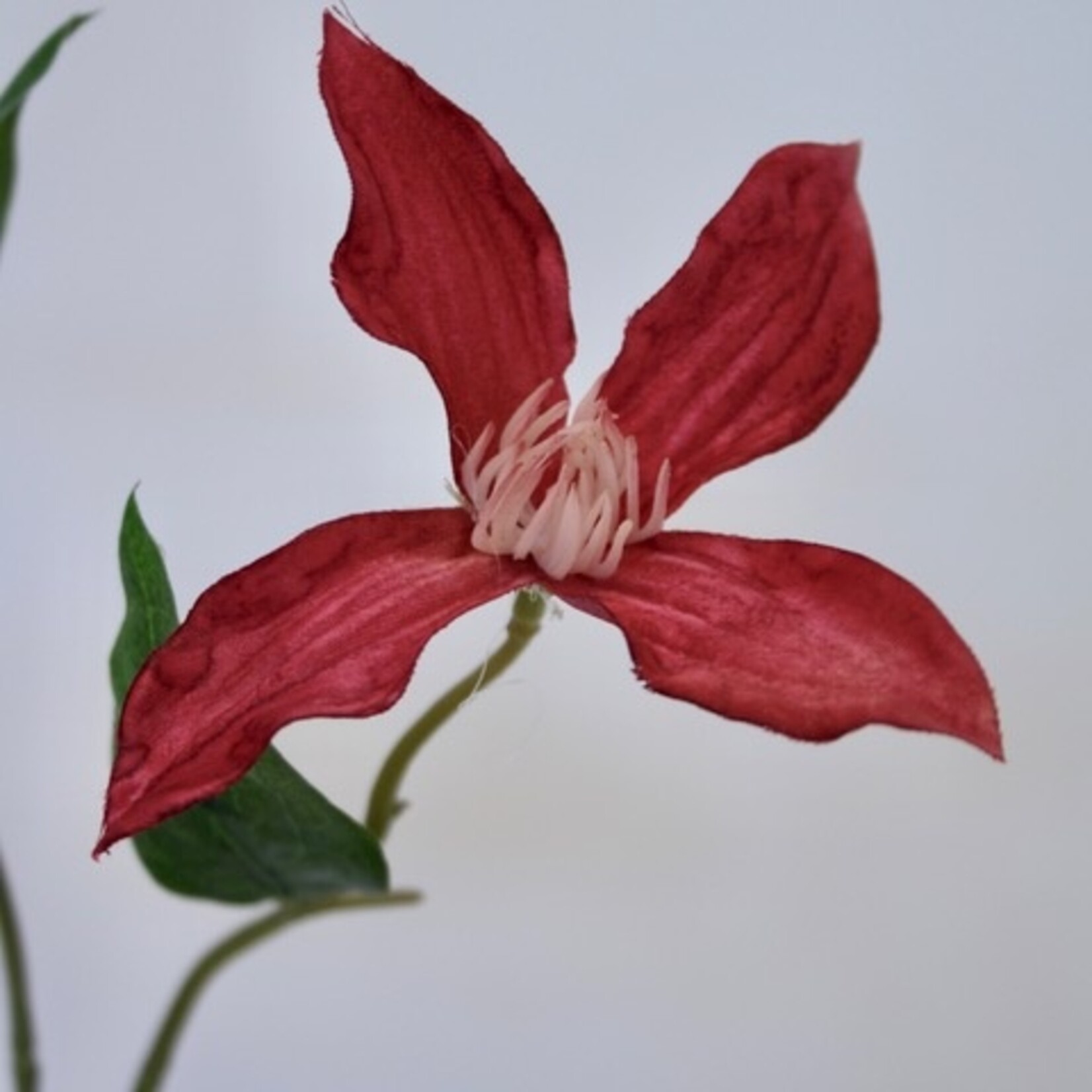 CLEMATIS ERNEST MARKHEM | RED | 73 CM