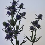 DISTEL | BLAUW | 64 CM