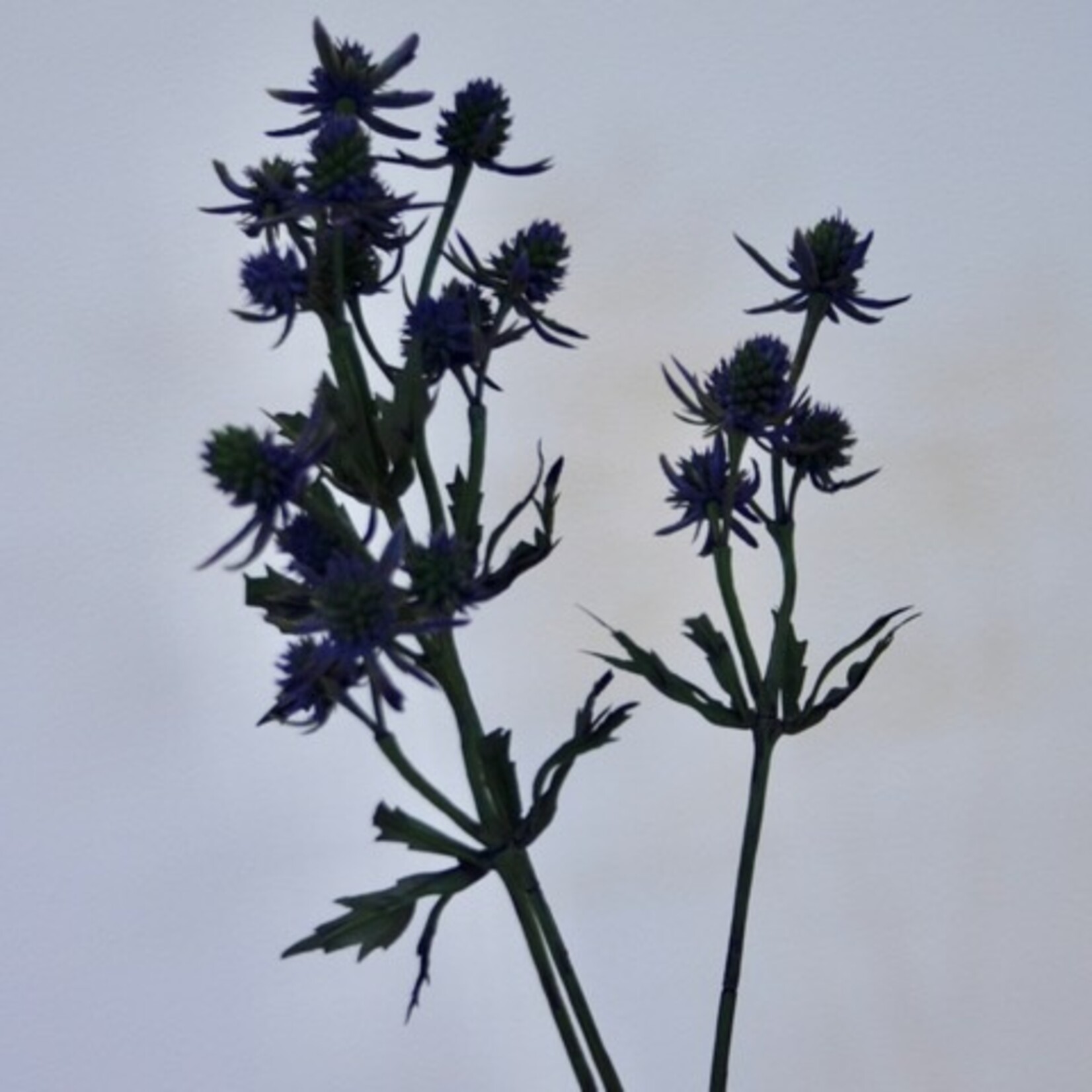 ERYNGIUM BIG BLUE | BLUE | 64 CM