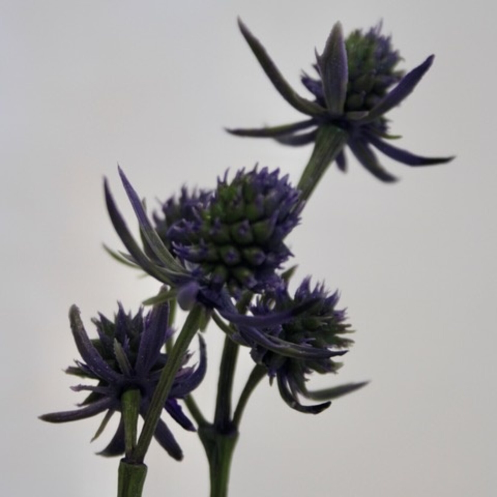 ERYNGIUM BIG BLUE | BLUE | 64 CM